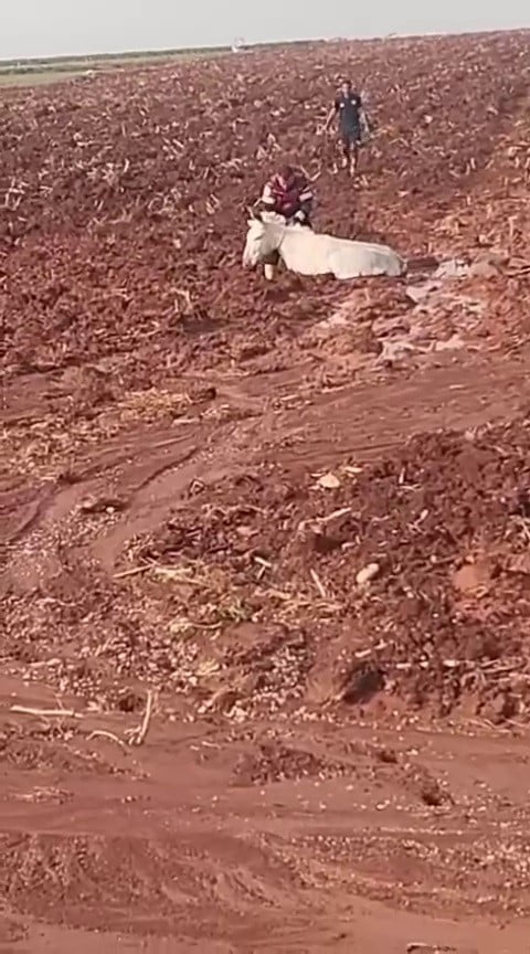 HATAY'IN REYHANLI İLÇESİNDE ÇAMURA SAPLANAN EŞEK, İTFAİYE EKİPLERİNİN ÇALIŞMASIYLA KURTARILARAK...
