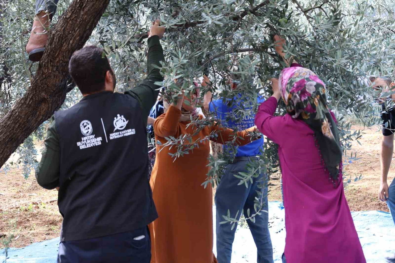 HATAY BÜYÜKŞEHİR BELEDİYESİ TARAFINDAN ZEYTİN TOPLAMA VE ZEYTİNYAĞI ÜRETİMİ ALANLARINDA MESLEKİ...