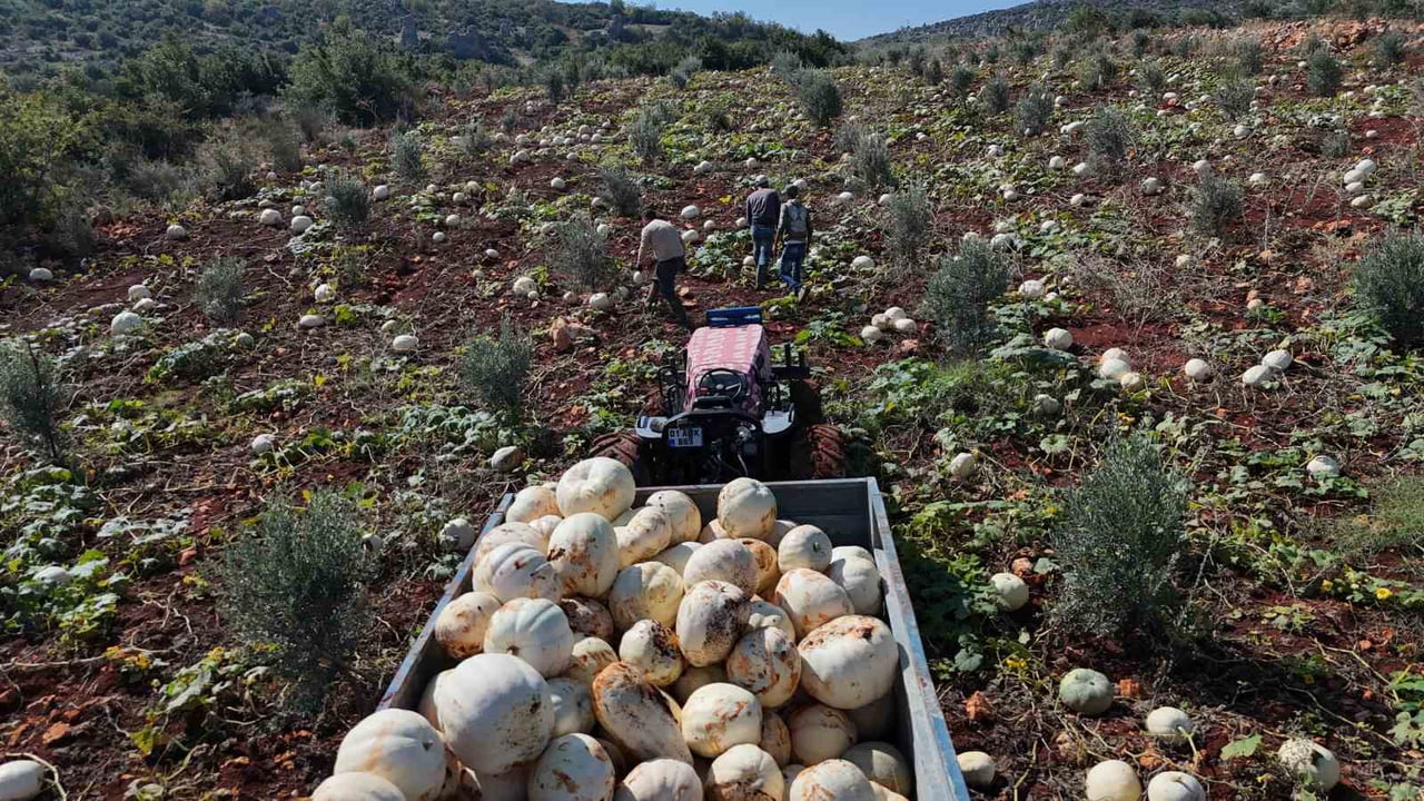 HATAY’IN COĞRAFİ İŞARETLİ LEZZETLERİNDEN OLAN VE KİLOLARCA AĞIRLIĞA ULAŞAN BEYAZ KABAKTA HASAT...