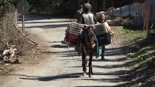 Hizan'da bir asırlık gelenek: Üzümden doğal pekmez üretiyorlar