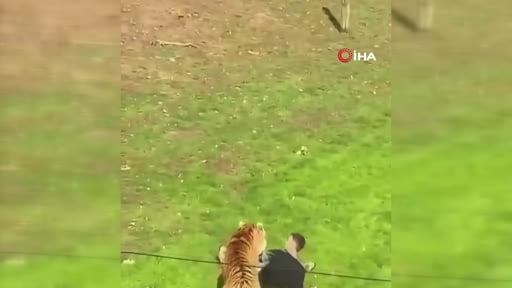 İngiltere’nin Doncaster kenti yakınlarındaki Yorkshire Yaban Hayatı Parkı’nda kaplanların...
