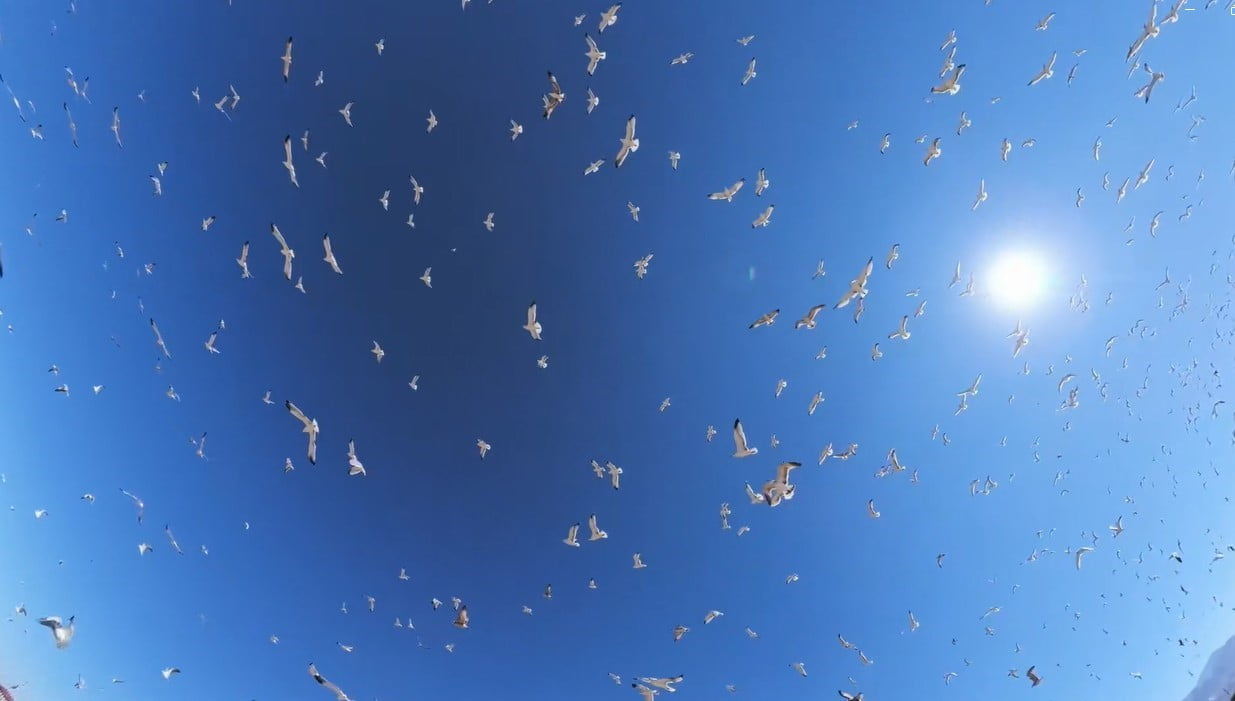 İNŞAAT ALANINDA TOPLANAN BİNLERCE MARTI, DRONE İLE GÖRÜNTÜLENDİ.