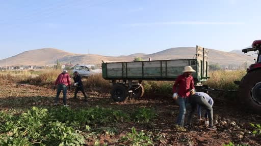Kahramanmaraş'ta şeker pancarı hasadı başladı