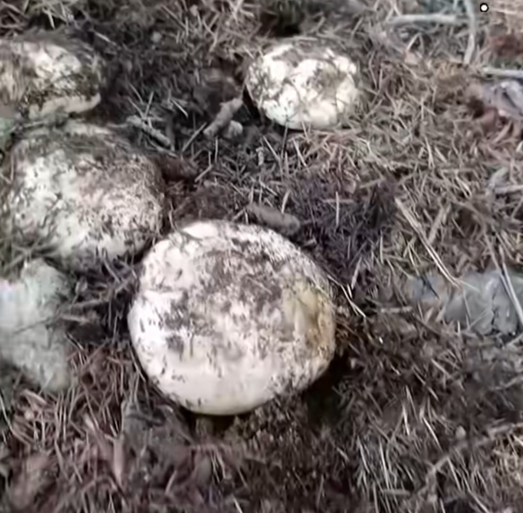 KAHRAMANMARAŞ’IN ANDIRIN İLÇESİNDE SONBAHAR YAĞMURLARININ ARDINDAN TOPRAĞIN SUYA DOYMASIYLA...