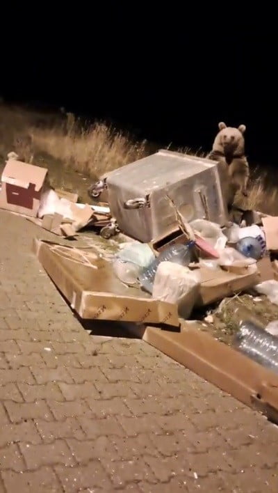 KARS'IN SARIKAMIŞ İLÇESİNDE KIŞ UYKUSU ÖNCESİ YİYECEK ARAYAN BOZ AYILAR, İLÇE MERKEZİNDE ADETA...