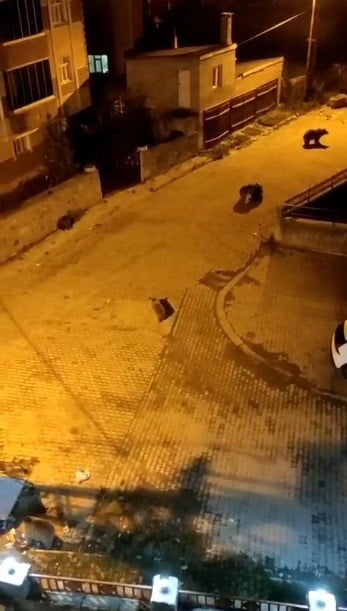 KARS'IN SARIKAMIŞ İLÇESİNDE YİYECEK ARAMAK İÇİN İNDİKLERİ MAHALLEDE RAHAT TAVIRLARIYLA DİKKAT...