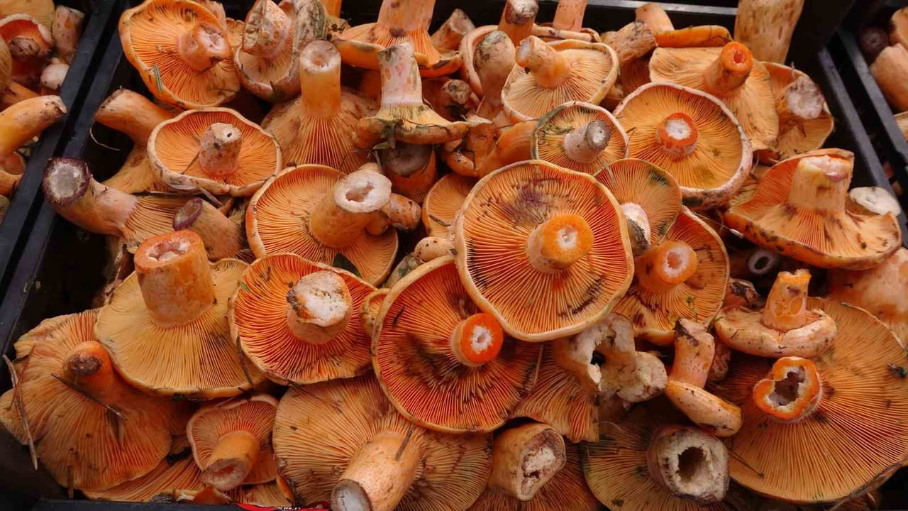 KASTAMONU’DA YAĞIŞLARIN ARDINDAN MANTAR SEZONU BAŞLADI
