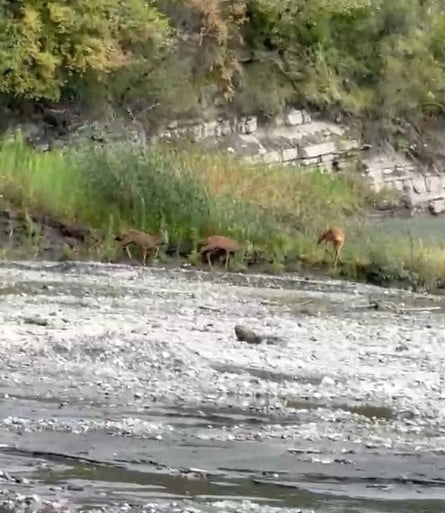 KASTAMONU’NUN ÇATALZEYTİN İLÇESİNDE DERE KENARINA KADAR İNEN ÜÇ KARACA, SU İÇTİKLERİ ESNADA CEP...