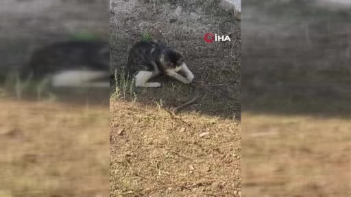 Kedi fare ile oynar gibi yılanla oynadı