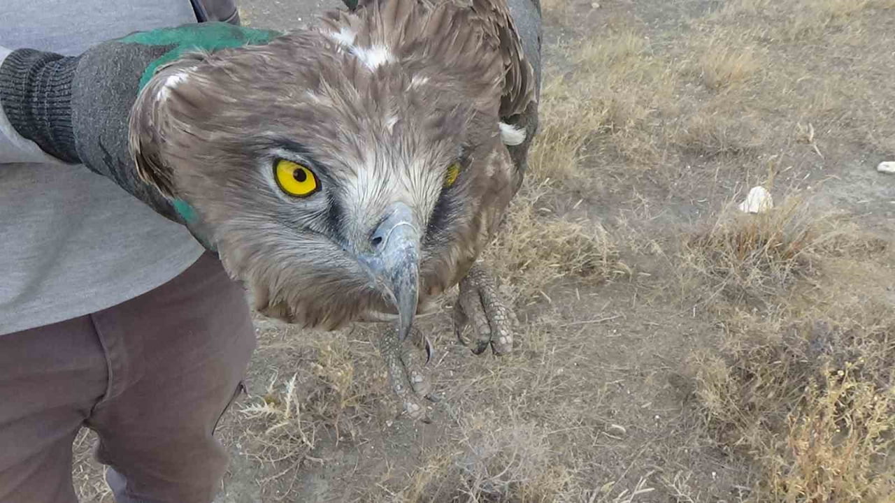 KONYA’NIN KARAPINAR İLÇESİNDE ARAZİDE YARALI VE UÇAMAZ HALDE BULUNAN YILAN KARTALINA, KARAPINAR...