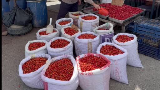 Kuşburnu bereketi fiyatları yarıya düşürdü