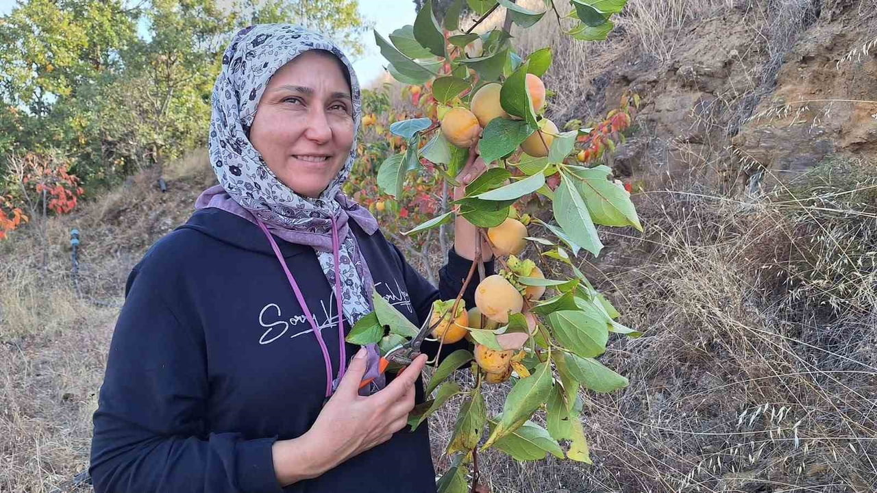 MANİSA’NIN SARIGÖL İLÇESİNDE CENNET HURMASI HASADIYLA BİRLİKTE EVLERDE KIŞLIK HAZIRLIKLARI...
