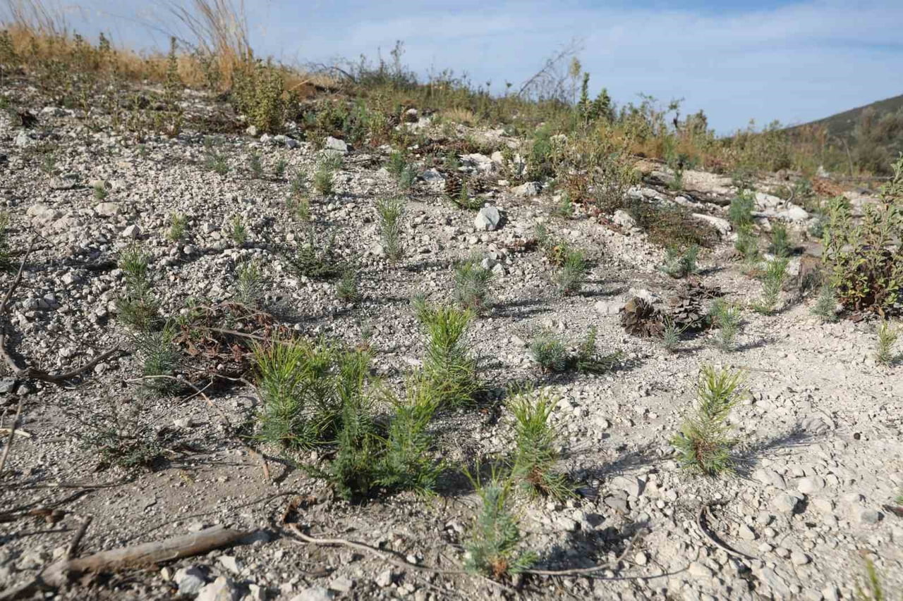 MANİSA’NIN SARUHANLI İLÇESİNE BAĞLI SEYİTOBA MAHALLESİ’NDE 15 TEMMUZ 2025’TE ÇIKAN YANGINDA ZARAR...