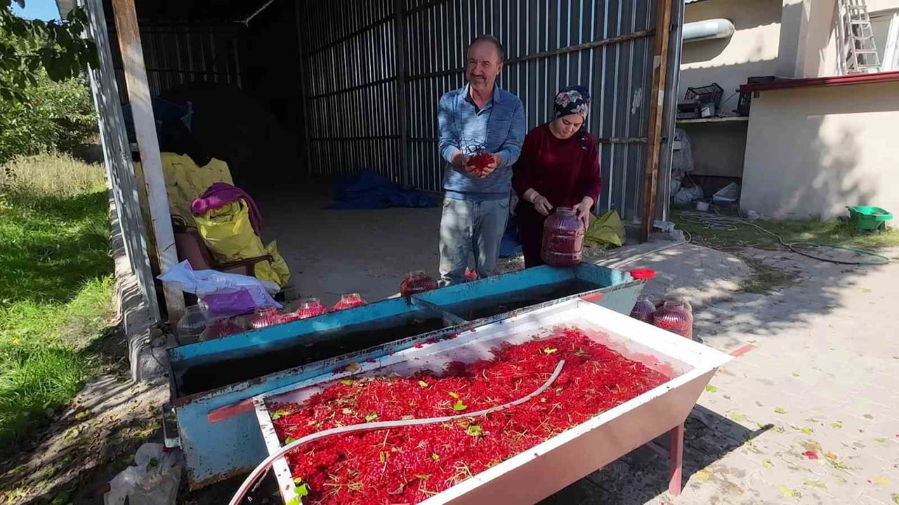 MEYVELER TEMİZLENİP BİDONLARA DOLDURULUYOR