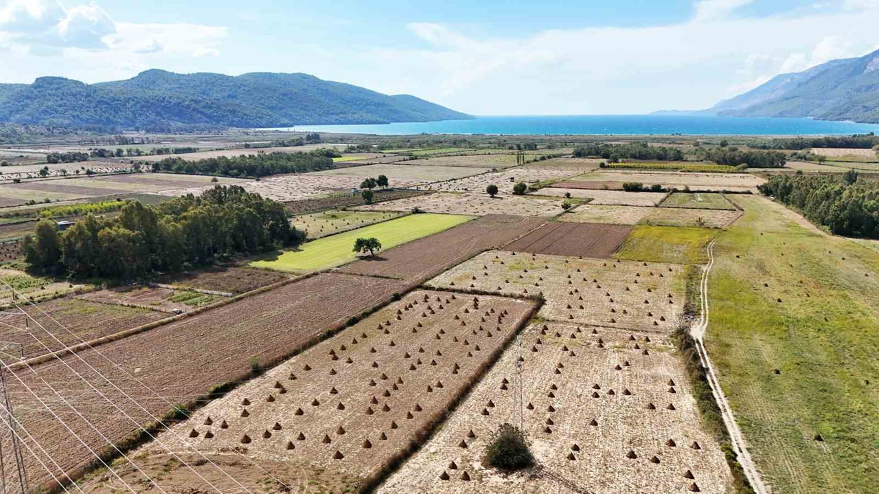 MUĞLA'NIN ULA İLÇESİNDE, SUSUZ YETİŞTİRİLMESİ VE KENDİNE ÖZGÜ AROMASIYLA ÖNE ÇIKAN GÖKOVA...
