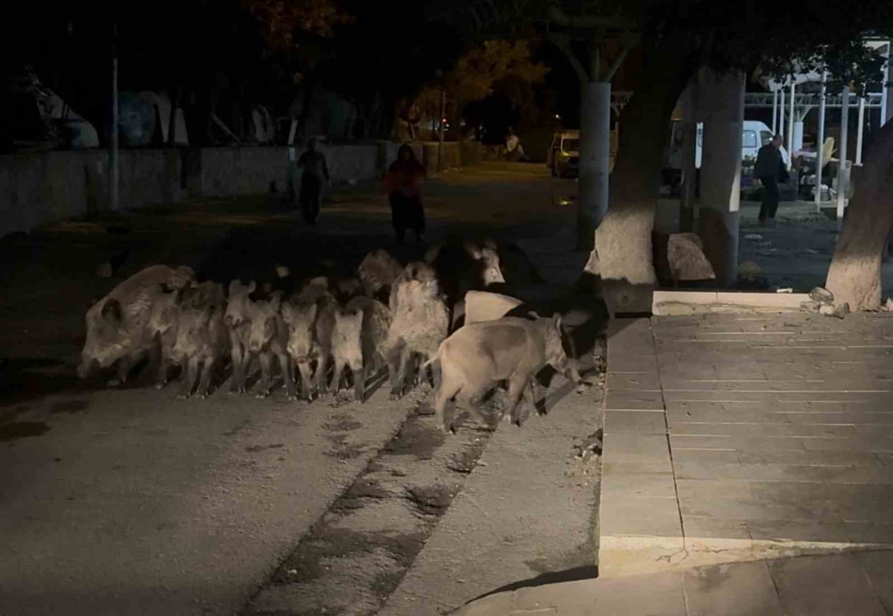 MUĞLA’NIN BODRUM İLÇESİNDE YABAN DOMUZLARI ŞEHİR MERKEZİNE KADAR İNDİ. BİTEZ MAHALLESİ’NDE GÖRÜLEN...