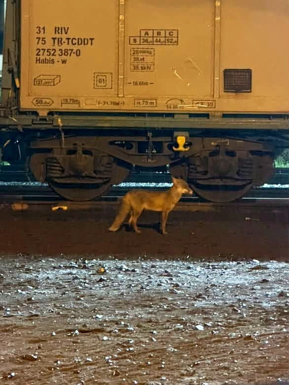 MURATLI İLÇE MERKEZİNDE TREN İSTASYONU YAKININDAKİ HEMZEMİN GEÇİT YANINDA TİLKİ...