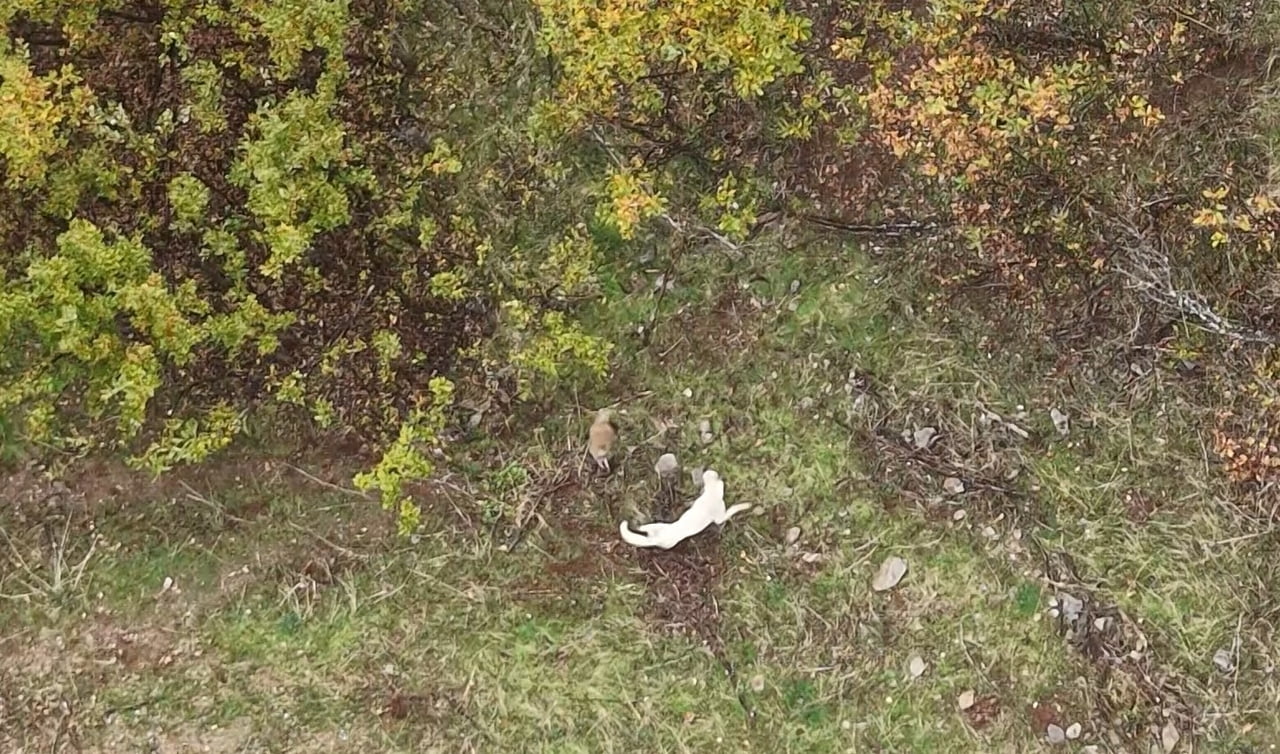MUŞ’TA ÇOBAN KÖPEĞİ İLE PORSUĞUN KIYASIYA MÜCADELESİ DRONE İLE HAVADAN GÖRÜNTÜLENDİ. DOĞAL YAŞAMIN...