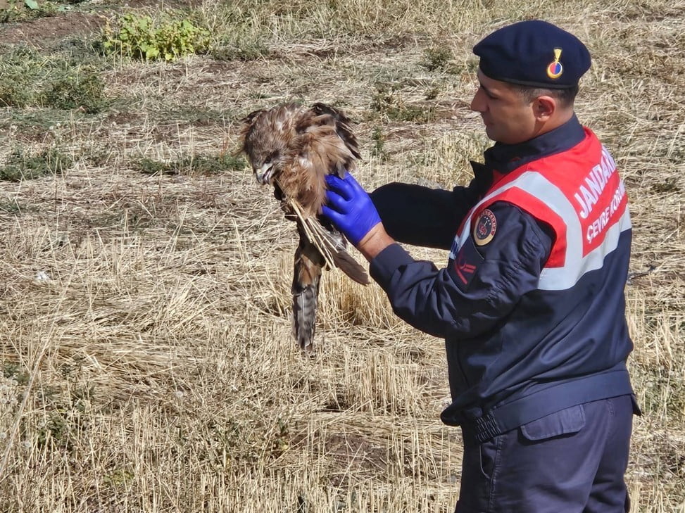 MUŞ’TA JANDARMA EKİPLERİ TARAFINDAN YOL KENARINDA YARALI VE BİTKİN HALDE BULUNAN KIZIL ŞAHİN...