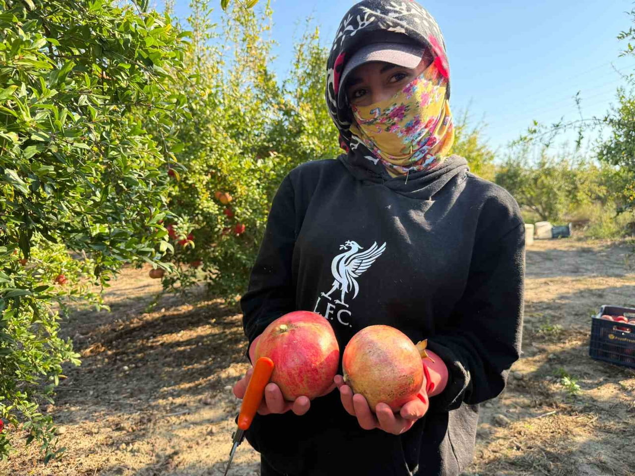 NAR HASADI, YAĞIŞ UYARISI NEDENİYLE ERKEN BAŞLADI.