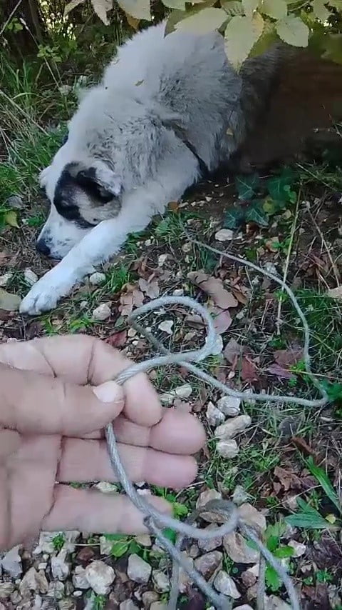 ORMANDA TUZAĞA YAKALANAN KÖPEĞİ ARAMA KURTARMA EKİPLERİ KURTARDI