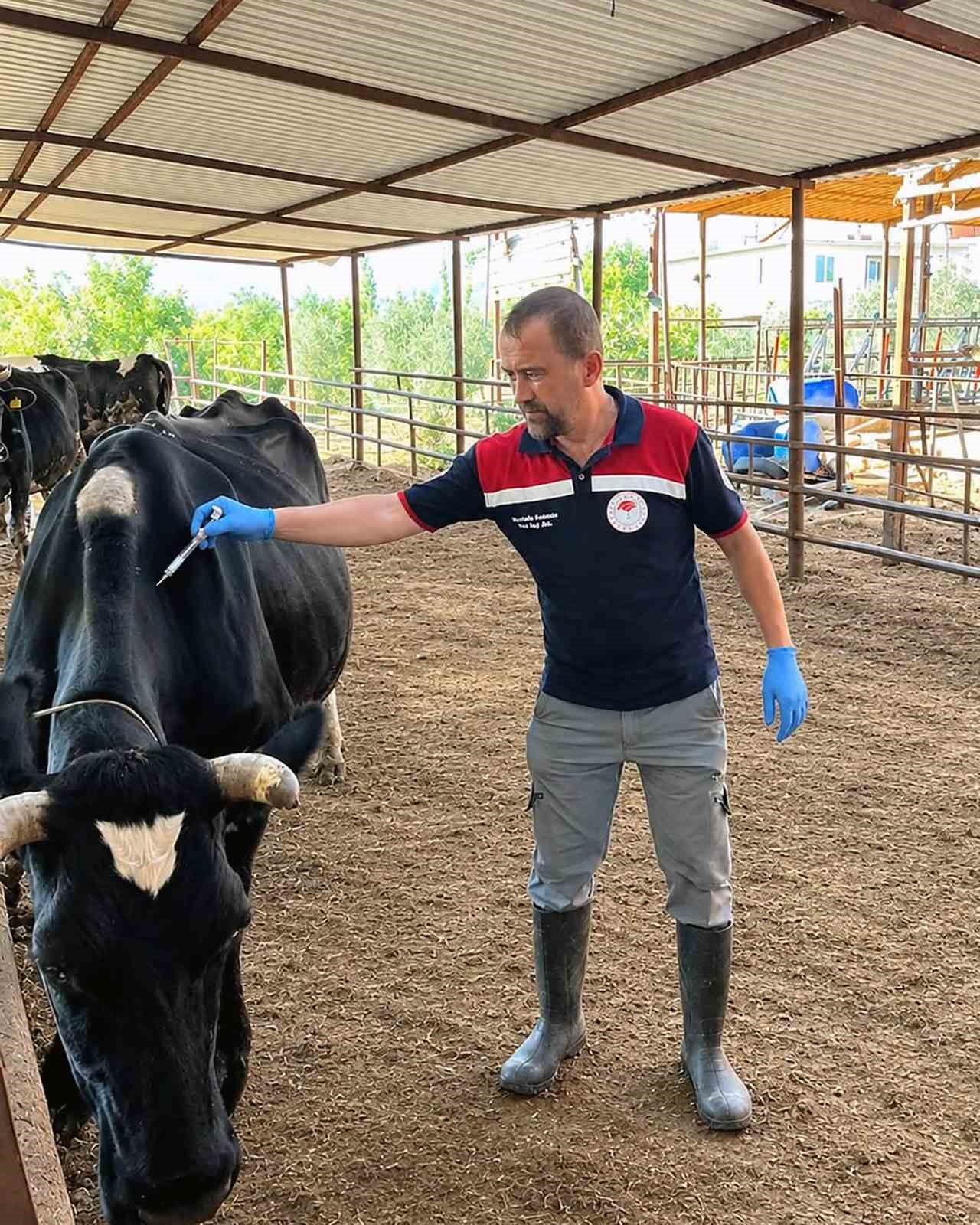 ORTACA İLÇE TARIM VE ORMAN MÜDÜRLÜĞÜ EKİPLERİ TARAFINDAN BÜYÜKBAŞ HAYVANLAR ÜZERİNDE ŞAP VE...