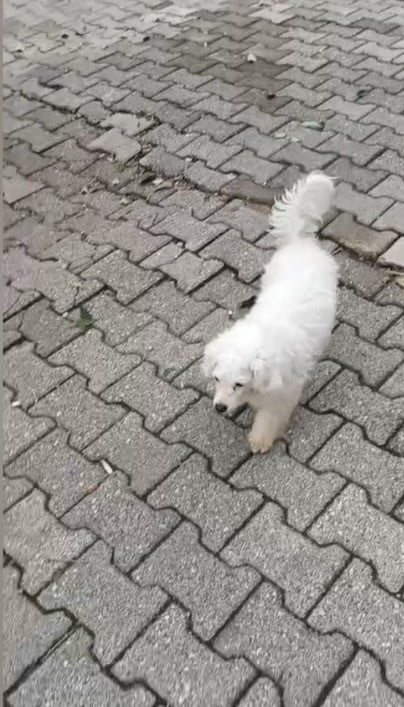 OSMANİYE'NİN KADİRLİ İLÇESİNDE MOTOSİKLETLİ KİŞİLERCE EVİN BAHÇESİNDEN ÇALINAN KÖPEK BULUNUP...