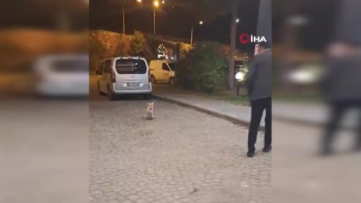 Palandöken’de ısıtan görüntü: Kapıya gelen tilkiyi eliyle besledi