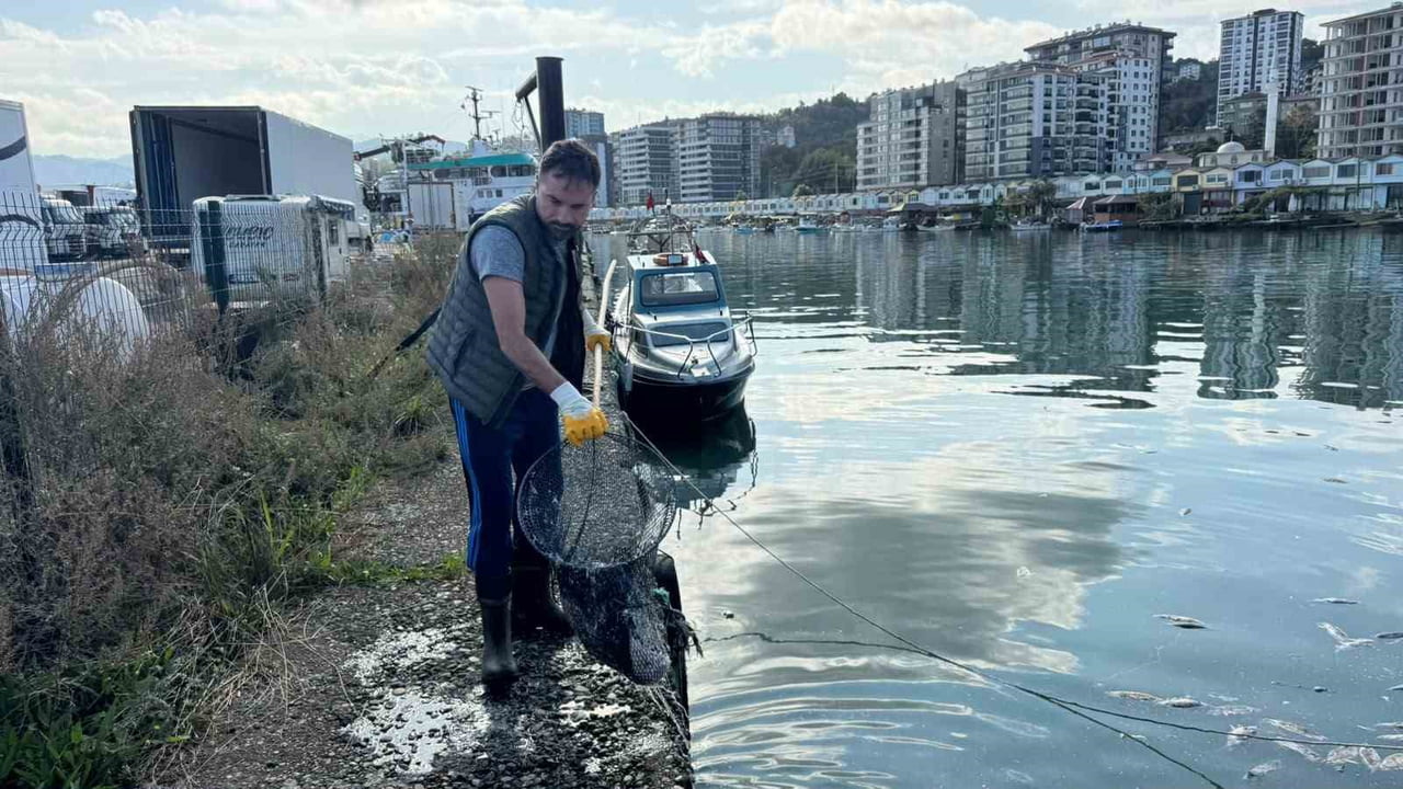 RİZE’NİN PAZAR İLÇESİNDE AŞIRI AVLANMA SONRASI DENİZE DÖKÜLEN EZİLMİŞ PALAMUTLARIN YOL AÇTIĞI...