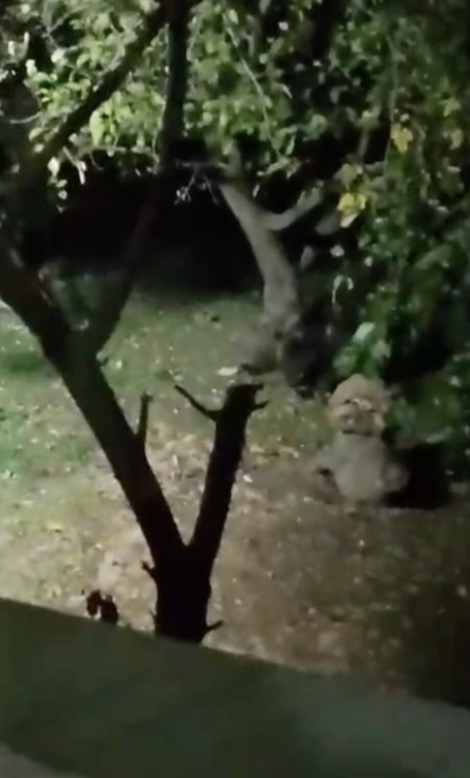 SAKARYA’NIN PAMUKOVA İLÇESİNDE BİR EVİN BAHÇESİNE GİREN AYI, AĞAÇTAKİ VE YERE DÜŞEN ELMALARI YEDİ....
