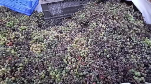 Sam hastalığından etkilenen üzümlerde verim düştü, üreticiler yetkililerden teknik destek...