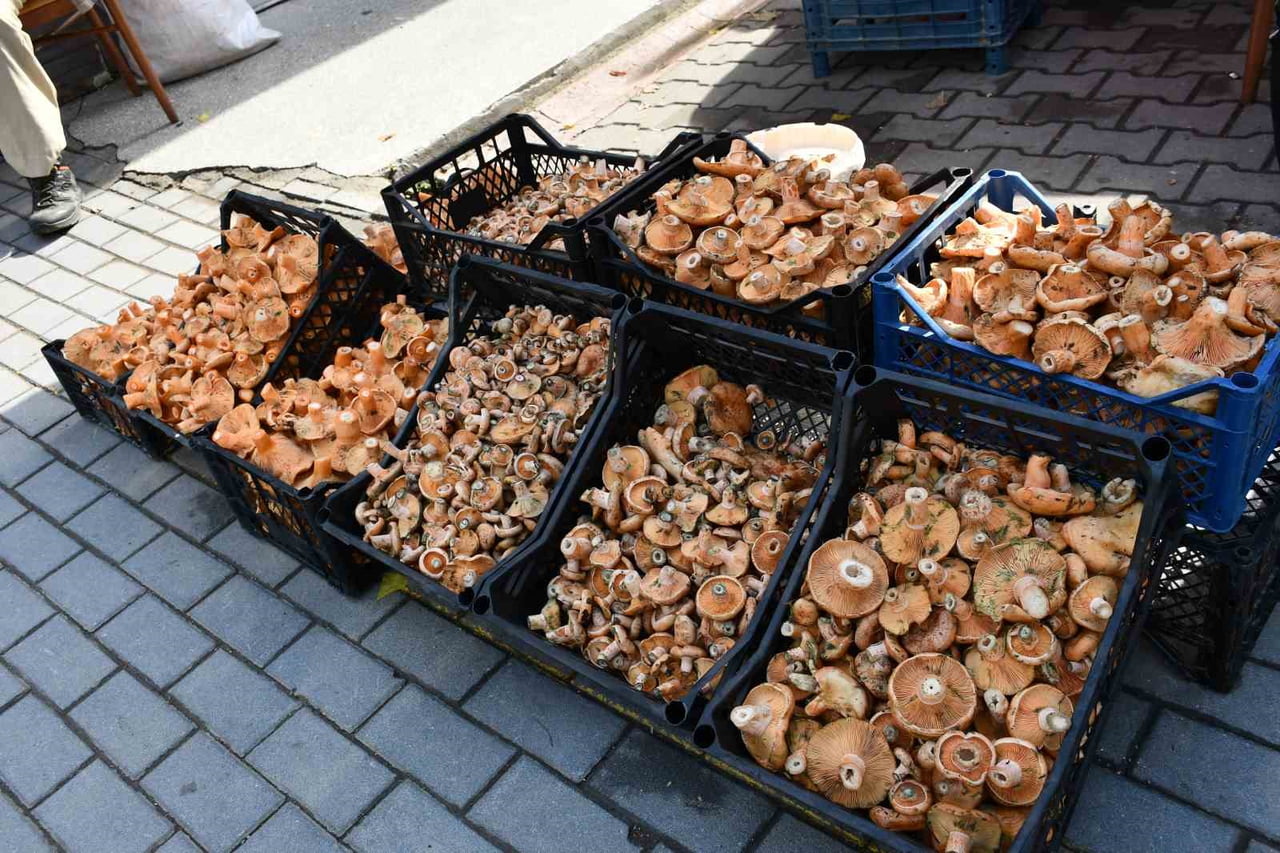 SAMSUN’UN VEZİRKÖPRÜ İLÇESİNDE KANLICA MANTARI SEZONU BAŞLADI. VATANDAŞLARIN ORMANLIK ALANLARDA...