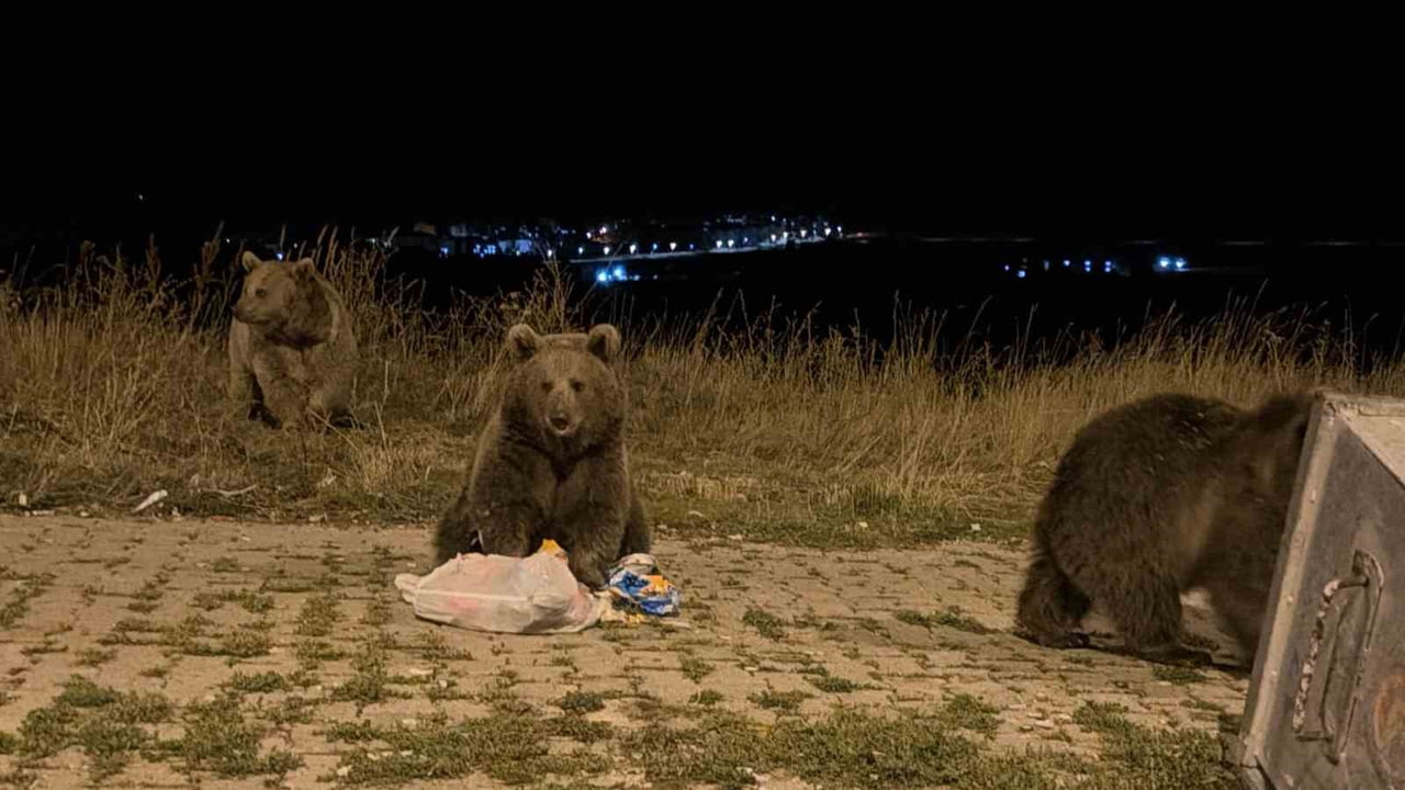 SARIKAMIŞ İLÇESİNDE HAVALARIN SOĞUMASIYLA BİRLİKTE BOZ AYILAR CADDE VE SOKAKLARDA DAHA SIK...