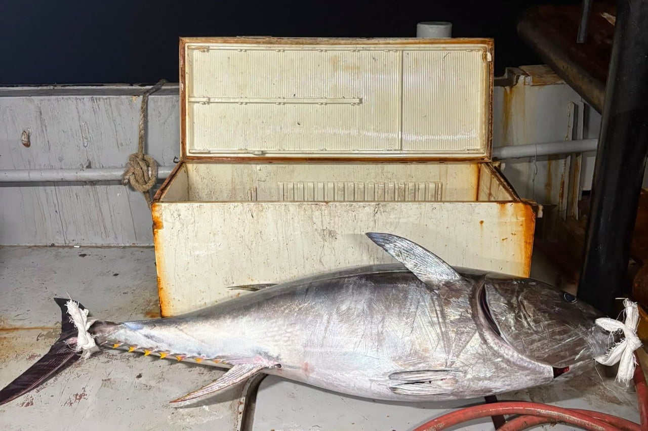 SAROS KÖRFEZİ’NE AÇILAN BALIKÇILAR, 175 KİLOGRAM AĞIRLIĞINDA VE 2 METRE UZUNLUĞUNDA ORKİNOS...