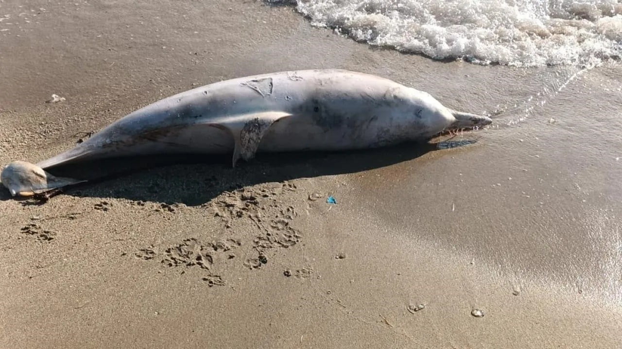 SİNOP'TA SAHİLDE YÜRÜYÜŞ YAPAN VATANDAŞLAR, KIYIYA VURMUŞ ÖLÜ YUNUS BULDU.