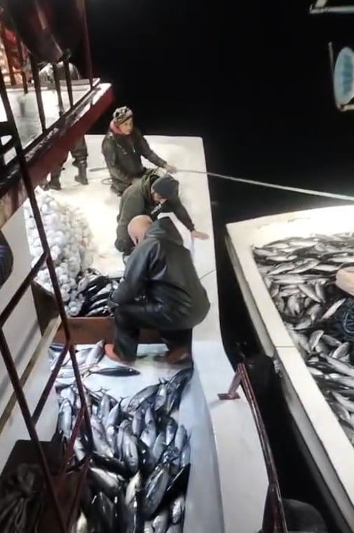 SİNOP’UN AYANCIK İLÇESİ GEBELİT AÇIKLARINDA DENİZE AÇILAN BALIKÇI UFUK YILMAZ’IN AĞINA BİNLERCE...