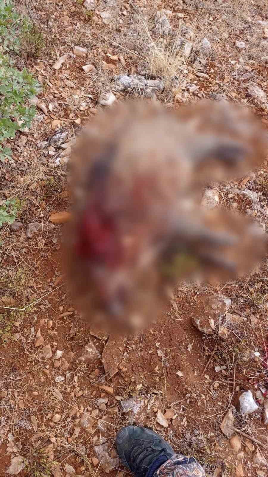 SKİŞEHİR’İN SİVRİHİSAR İLÇESİNDE  SON DÖNEMDE ARTAN VE TARIM ARAZİLERİNE BÜYÜK ZARAR VEREN YABAN...