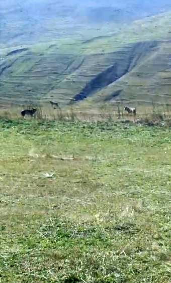 TARLADAKİ ÖLÜ İNEĞİN BAŞINA KURTLAR ÜŞÜŞTÜ.