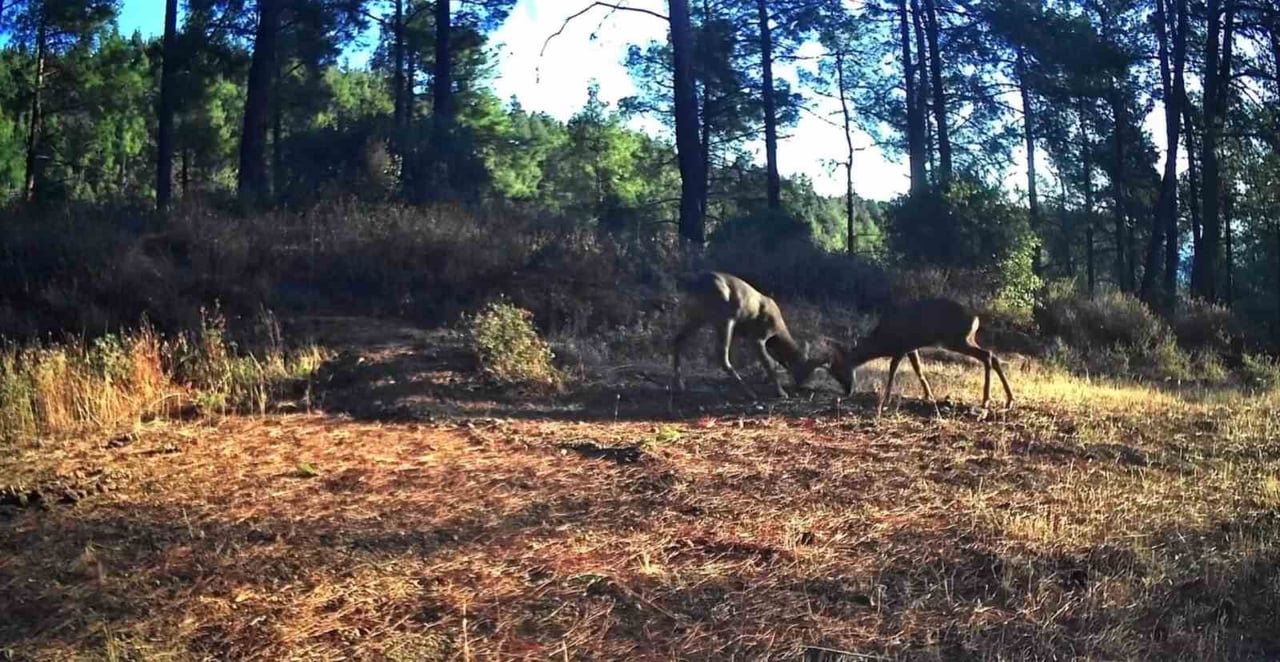 TEKİRDAĞ’DAKİ GANOS DAĞLARI’NDA YABAN HAYATINI GÖZLEMLEMEK AMACIYLA KURULAN FOTOKAPANLARA BU KEZ...
