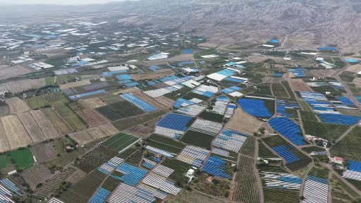 Tescilli üzümde hasat devam ediyor: 80 bin ton rekolte bekleniyor