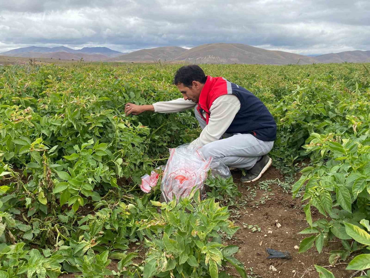 TOHUMLUK PATATES ÜRETİM ALANLARINDA KARANTİNA KONTROLÜ YAPILDI
