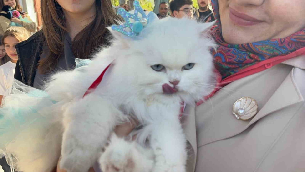 TOKAT'TA 4 EKİM HAYVANLARI KORUMA GÜNÜ ETKİNLİKLERİ KAPSAMINDA DÜZENLENEN 3. GELENEKSEL KEDİ...
