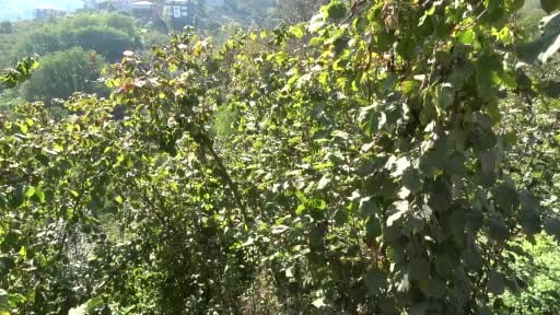 Trabzon'da kokarcaya karşı seferberlik sonuç veriyor, popülasyonu azalıyor