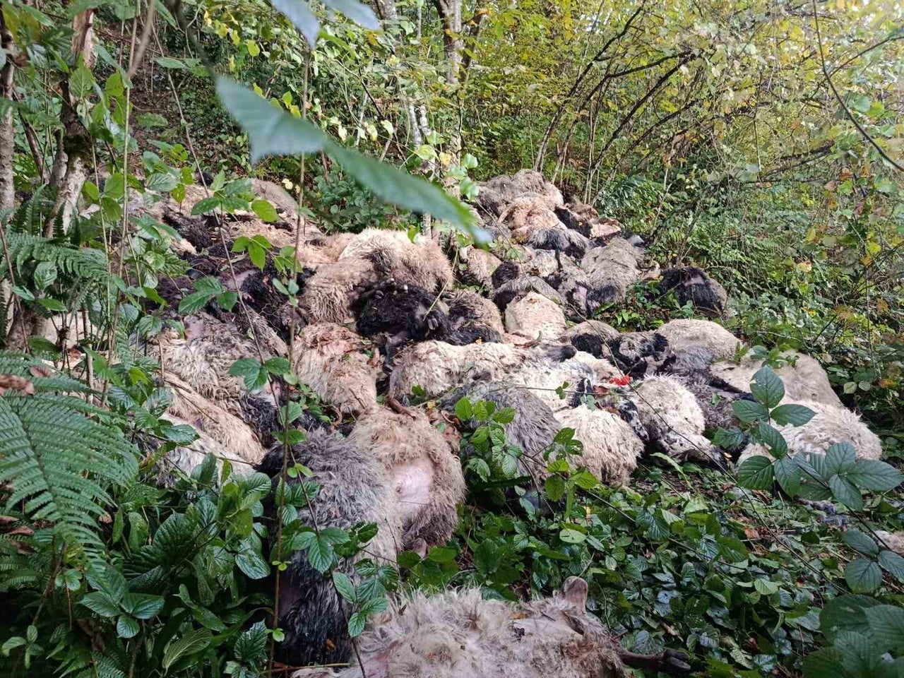 TRABZON’UN MAÇKA İLÇESİ GALYAN VADİSİ’NDE YABANİ BİR HAYVANDAN ÜRKEN 184 KOYUN UÇURUMDAN...