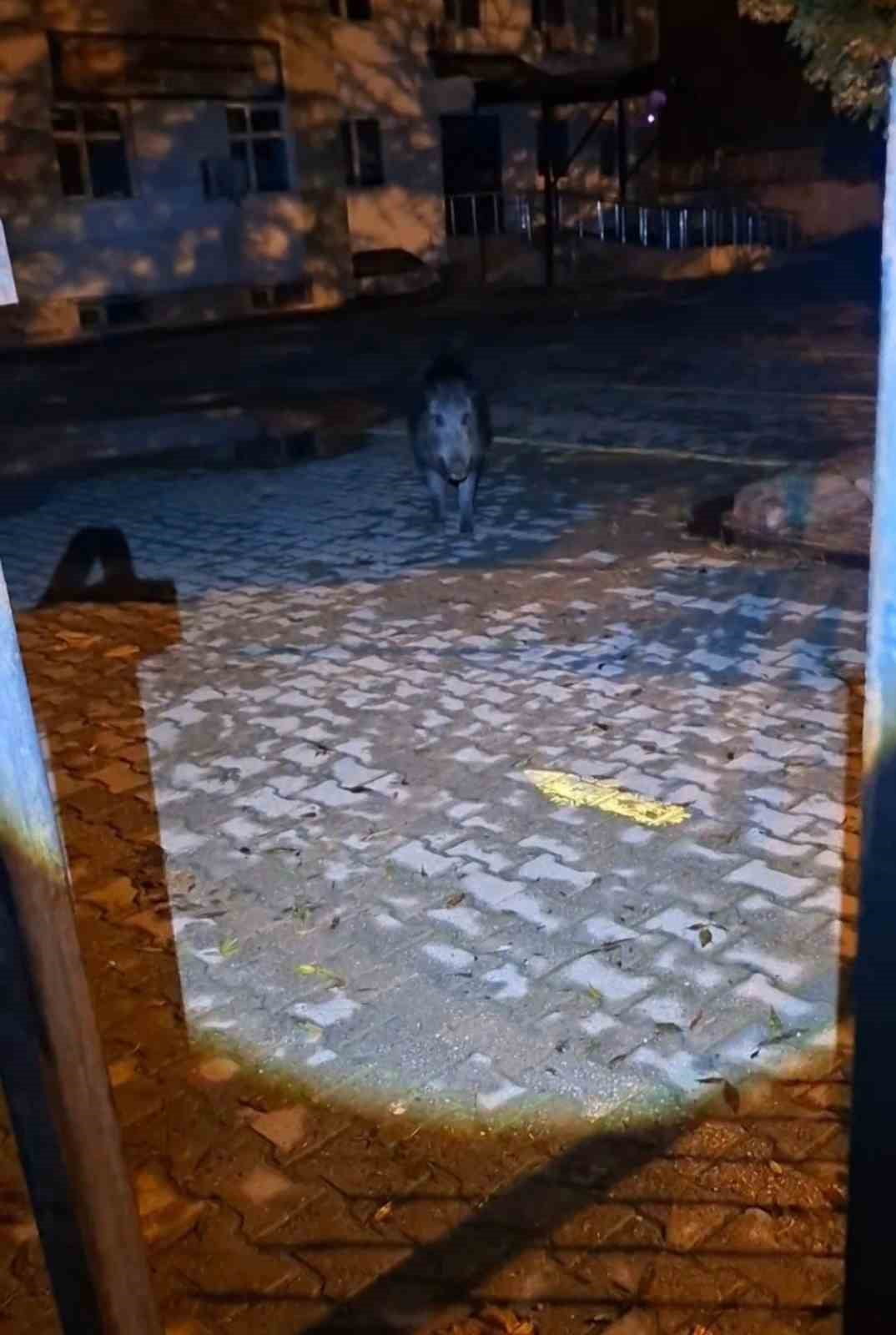 TUNCELİ'DE BAHÇESİNE GİRMEK İSTEYEN YABAN BOMUZU VATANDAŞA KORKU DOLU ANLAR YAŞATTI