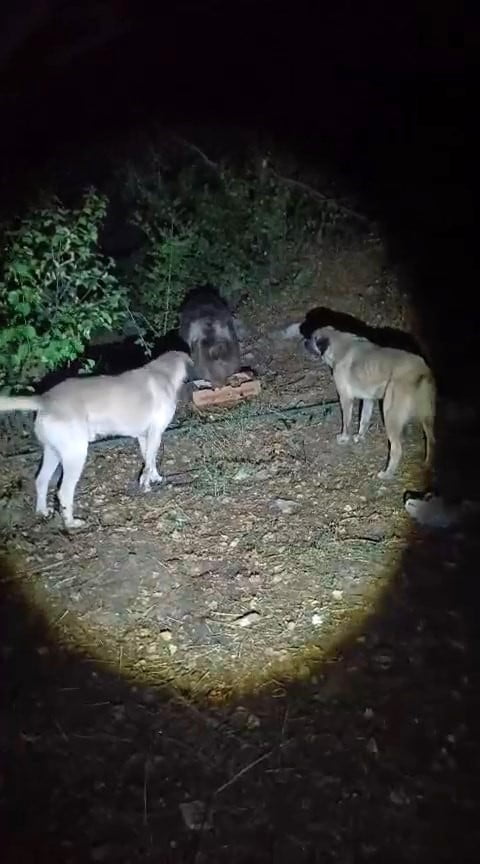TUNCELİ'DE KÖPEKLERİN HAVLAMASINA ALDIRMADAN SAKİNCE YEMEĞİNİ YİYEN AYININ RAHAT TAVRI CEP...
