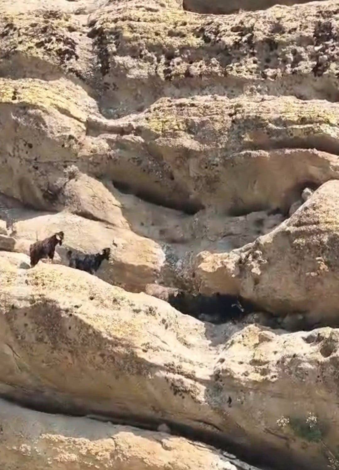 TUNCELİ’DE 70 METRE YÜKSEKLİKTE MAHSUR KALAN LEÇİLER KURTARILDI