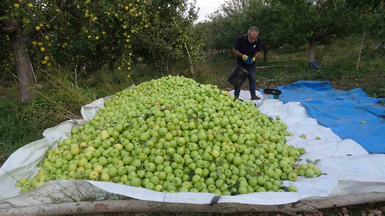 TÜRKİYE'NİN ÖNEMLİ ELMA ÜRETİM MERKEZLERİNDEN MALATYA'NIN DOĞANŞEHİR İLÇESİNE BAĞLI ERKENEK...