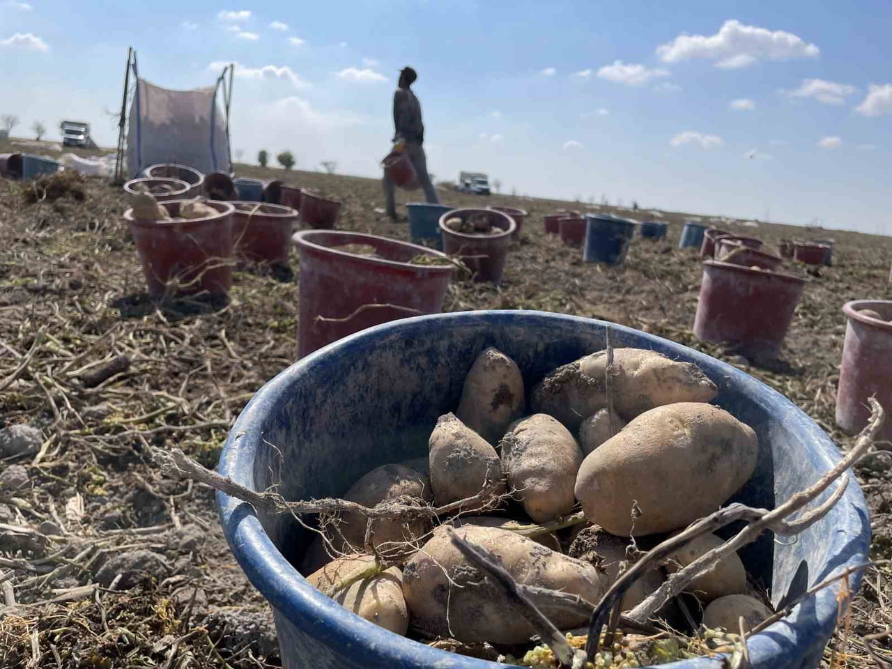 TÜRKİYE'NİN PATATES ÜRETİMİNİN YAKLAŞIK YÜZDE 10,9'UNU KARŞILAYAN KONYA'DA, ÜRETİCİLER YERLİ TOHUM...