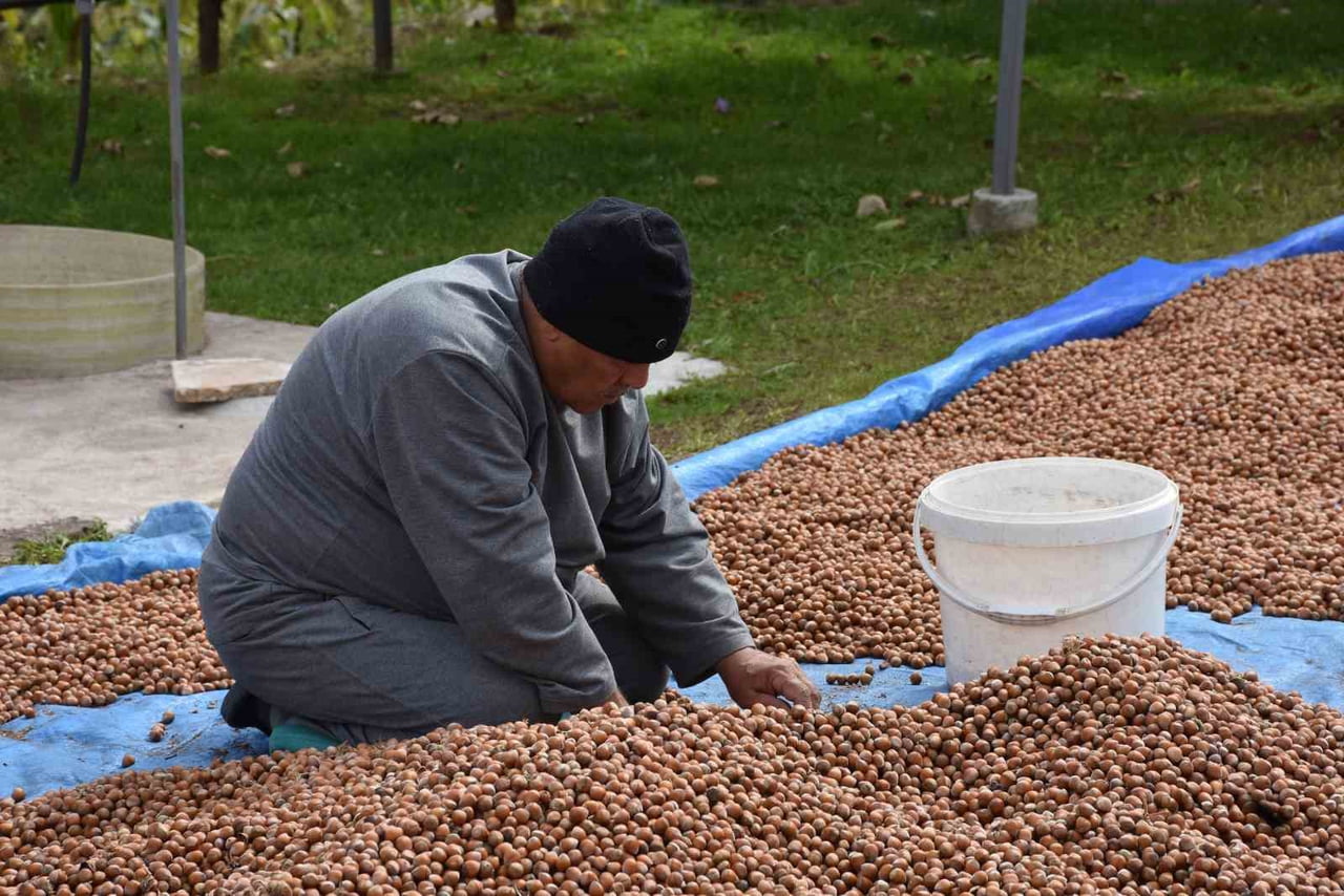 TÜRKİYE’NİN EN ÖNEMLİ FINDIK ÜRETİM MERKEZLERİNDEN BİRİ OLAN SAKARYA’DA HASAT MESAİSİ DEVAM...